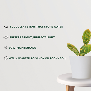 Desert cactus plant